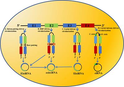 The Latest Overview of circRNA in the Progression, Diagnosis, Prognosis, Treatment, and Drug Resistance of Hepatocellular Carcinoma